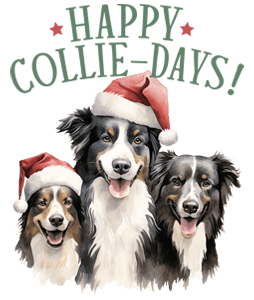 Border collie Karácsony